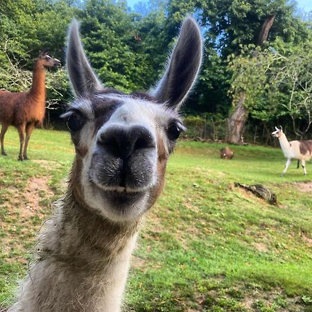 The Llama Farm France Saint-Cyr-Les-Champagnes Exterior photo