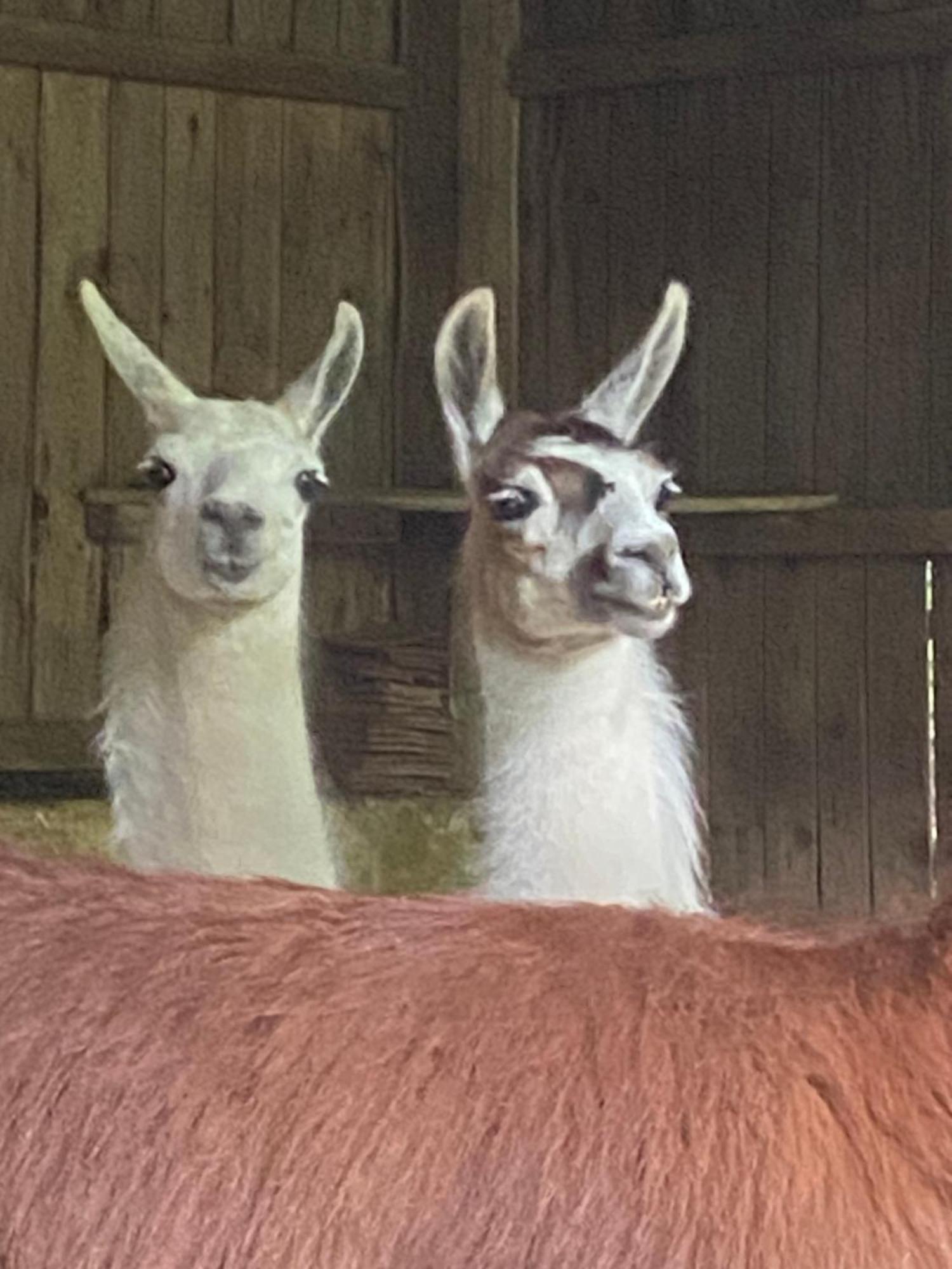 The Llama Farm France Saint-Cyr-Les-Champagnes Exterior photo
