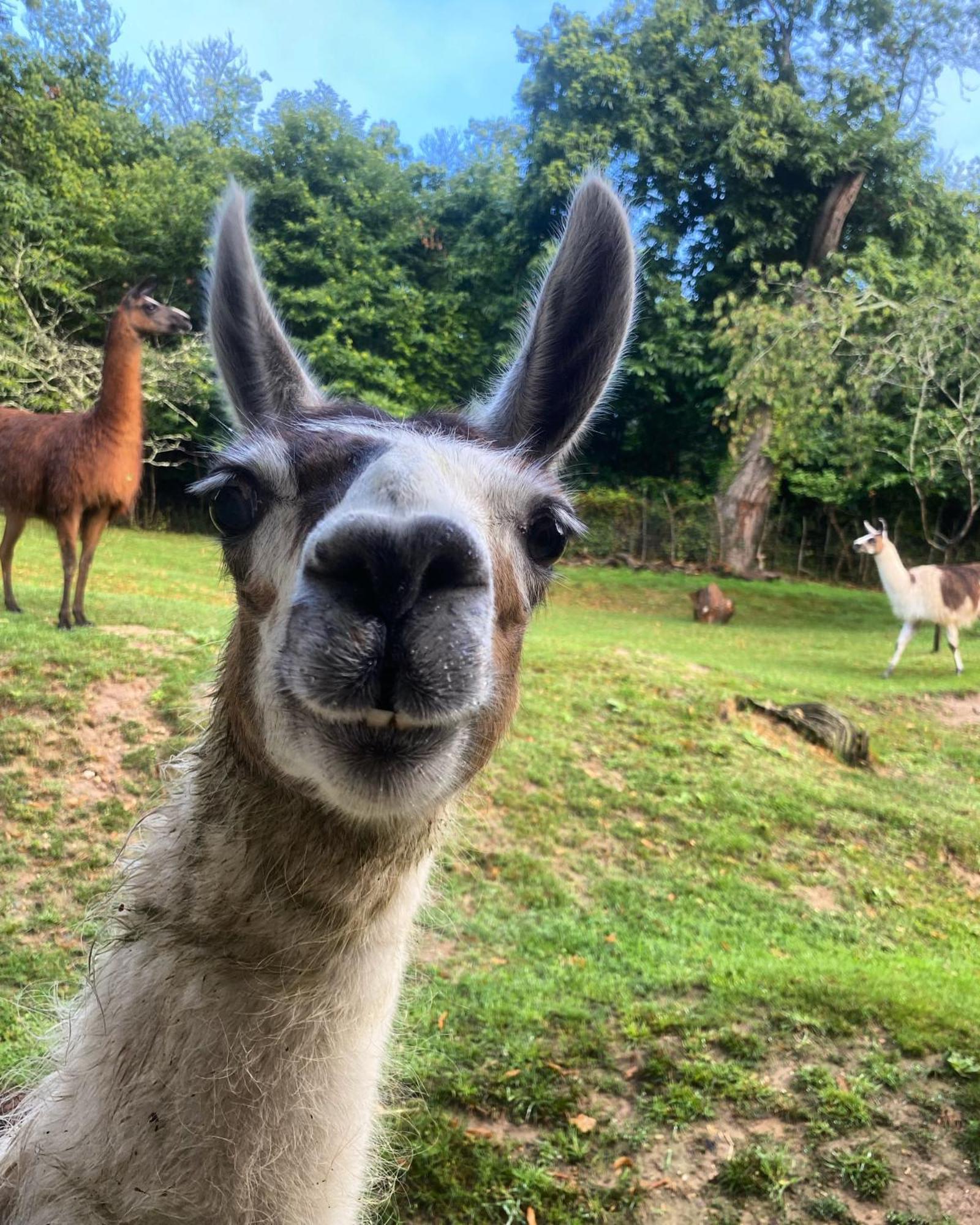 The Llama Farm France Saint-Cyr-Les-Champagnes Exterior photo