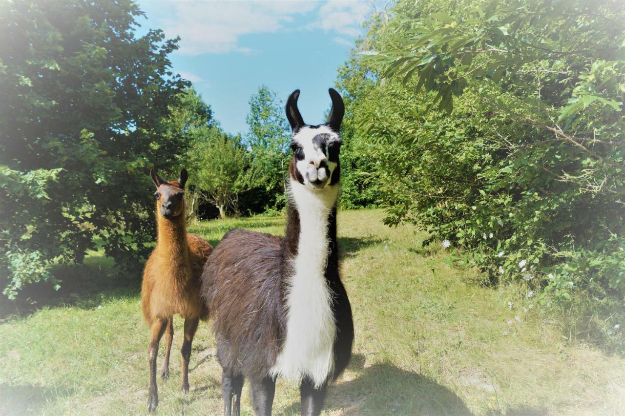 The Llama Farm France Saint-Cyr-Les-Champagnes Exterior photo