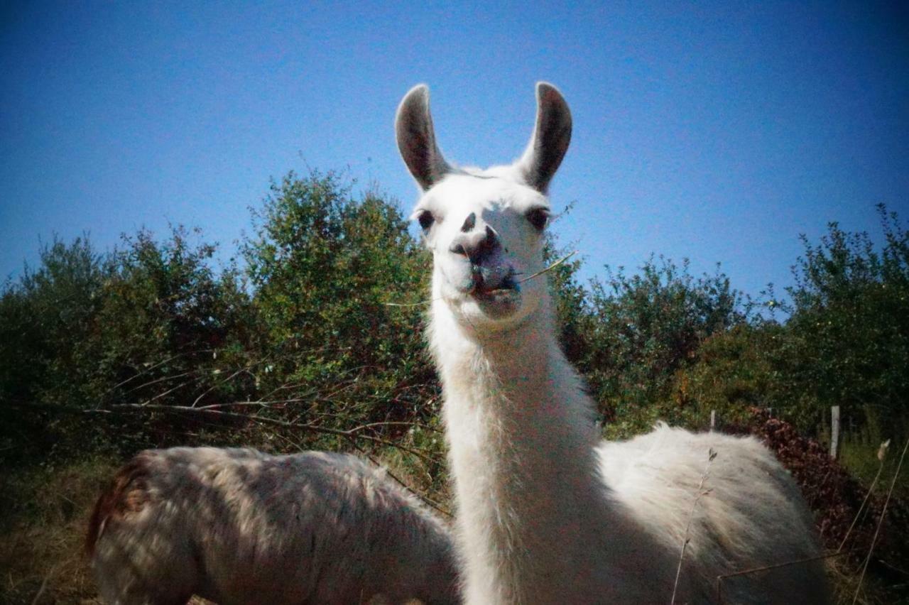 The Llama Farm France Saint-Cyr-Les-Champagnes Exterior photo